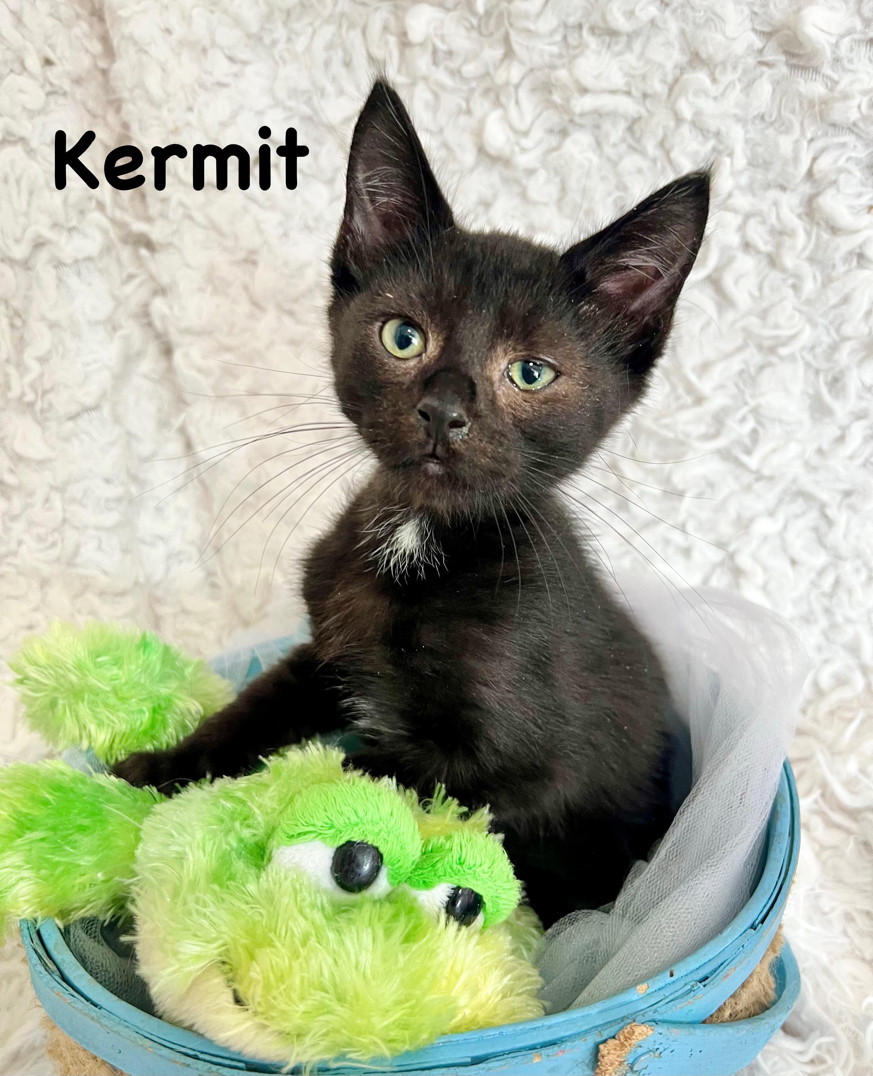 Kermit, a Adoptable mixed breed in Saint Augustine, FL image 1/4