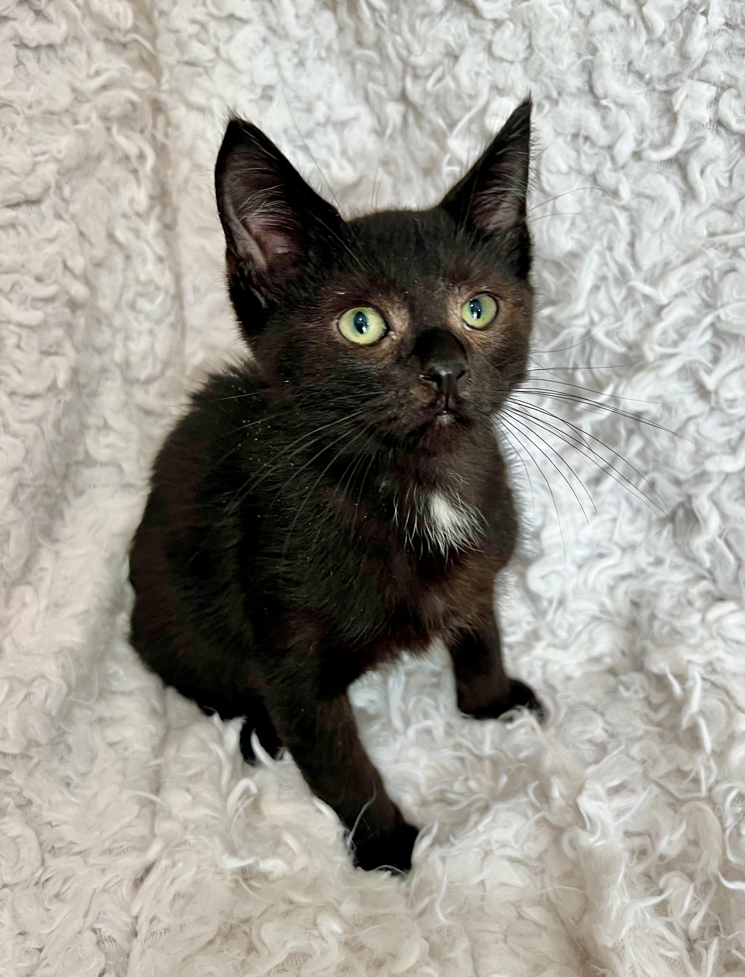 Kermit, a Adoptable mixed breed in Saint Augustine, FL image 4/4