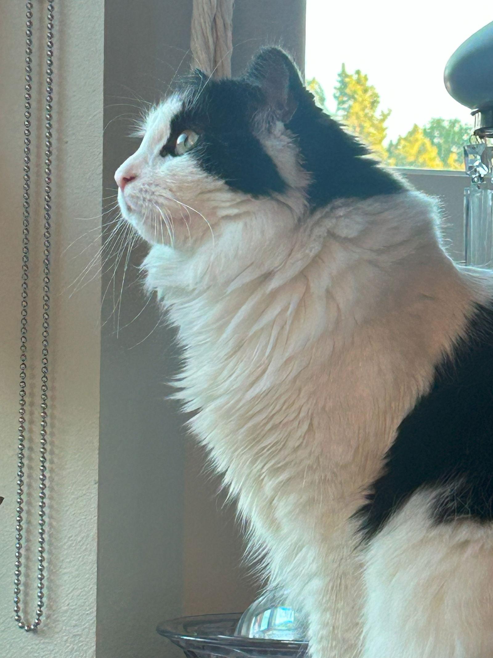 BLUE #1695 - Offered by Owner - Young Male, a Adopted Domestic Medium Hair in Hillsboro, OR image 1/3