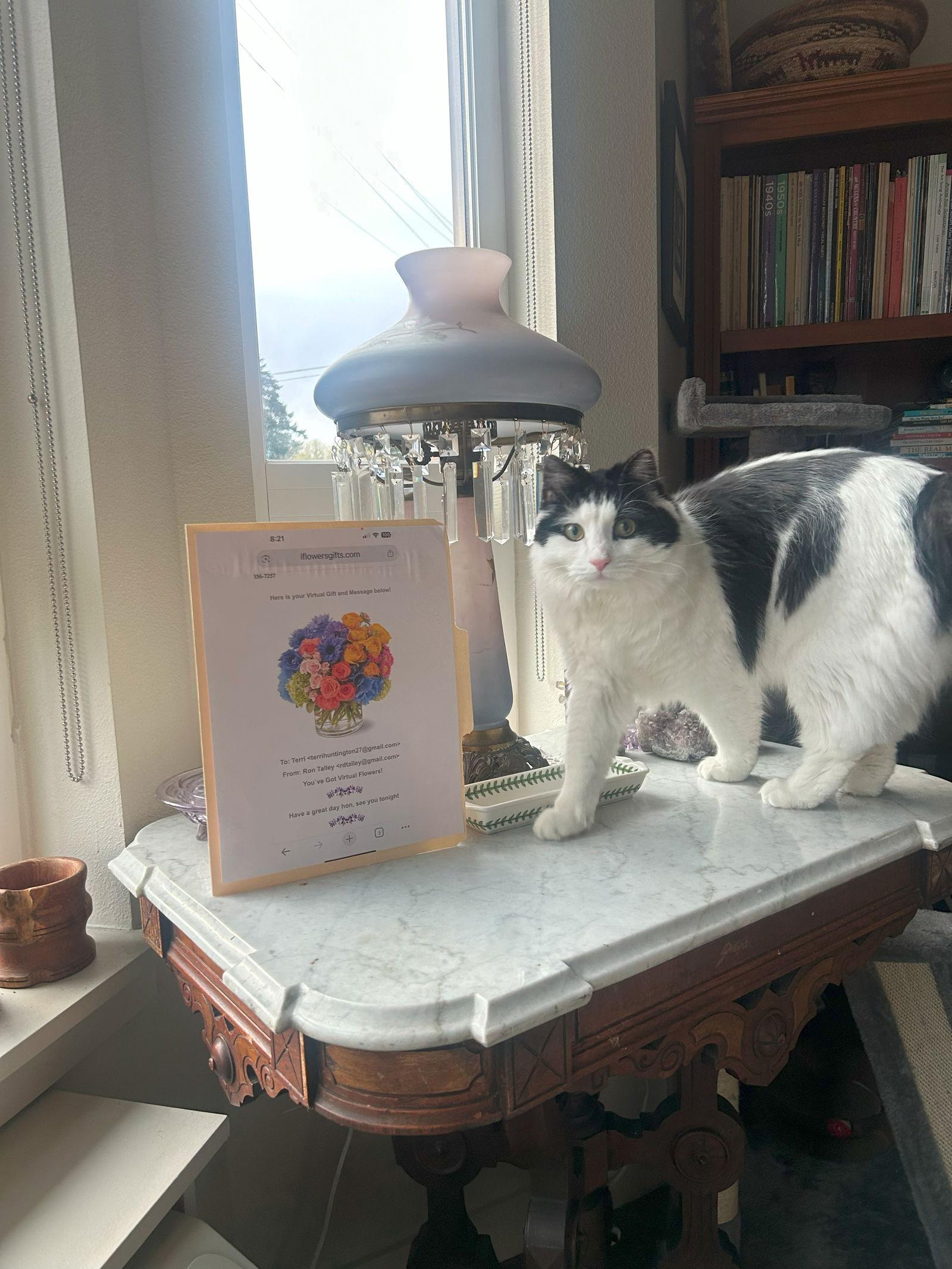 BLUE #1695 - Offered by Owner - Young Male, a Adopted Domestic Medium Hair in Hillsboro, OR image 2/3