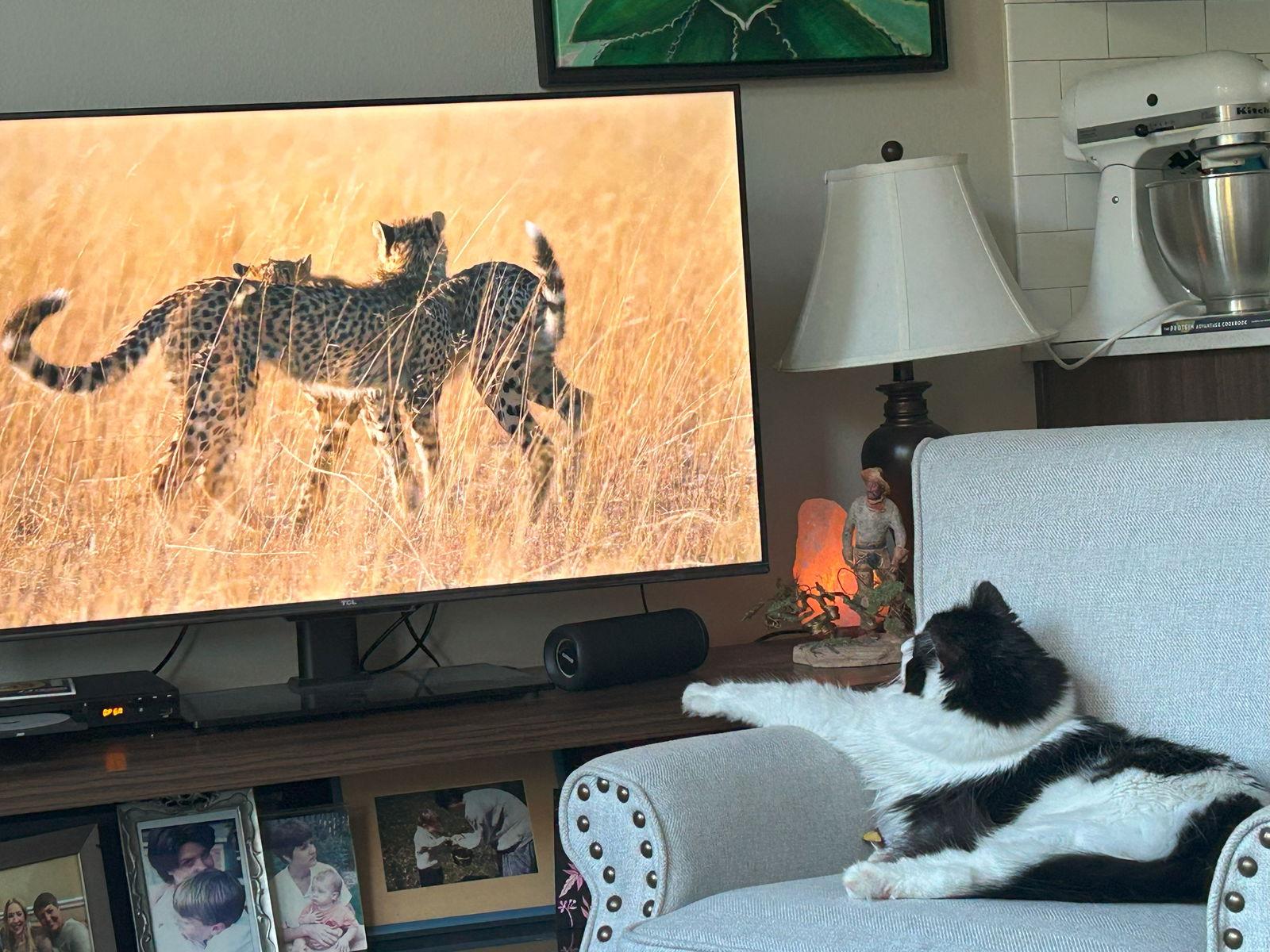 BLUE #1695 - Offered by Owner - Young Male, Adopted, Adult Male Domestic Medium Hair.