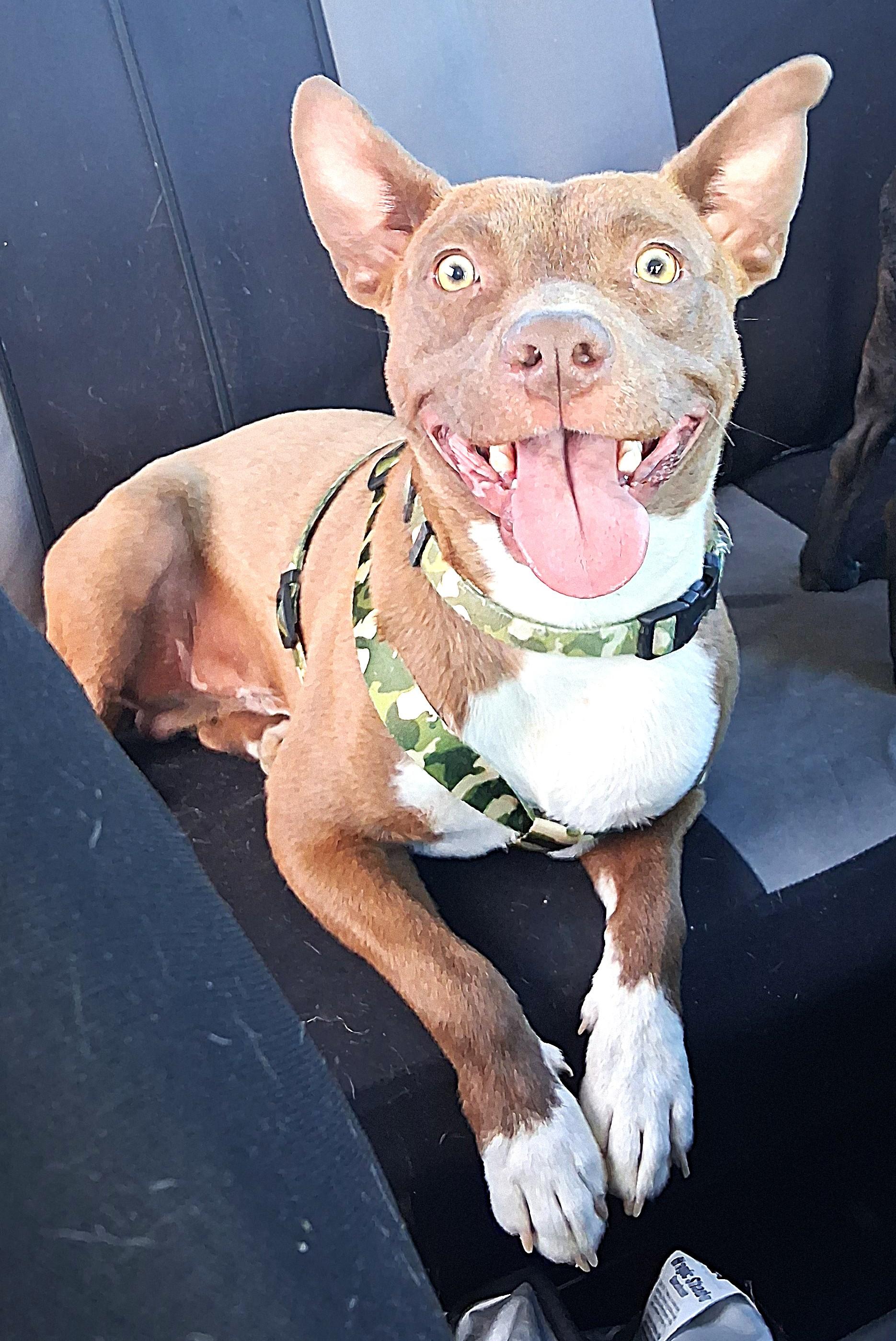 CS Rosco, a Adoptable Pit Bull Terrier in Vancouver, WA image 5/6