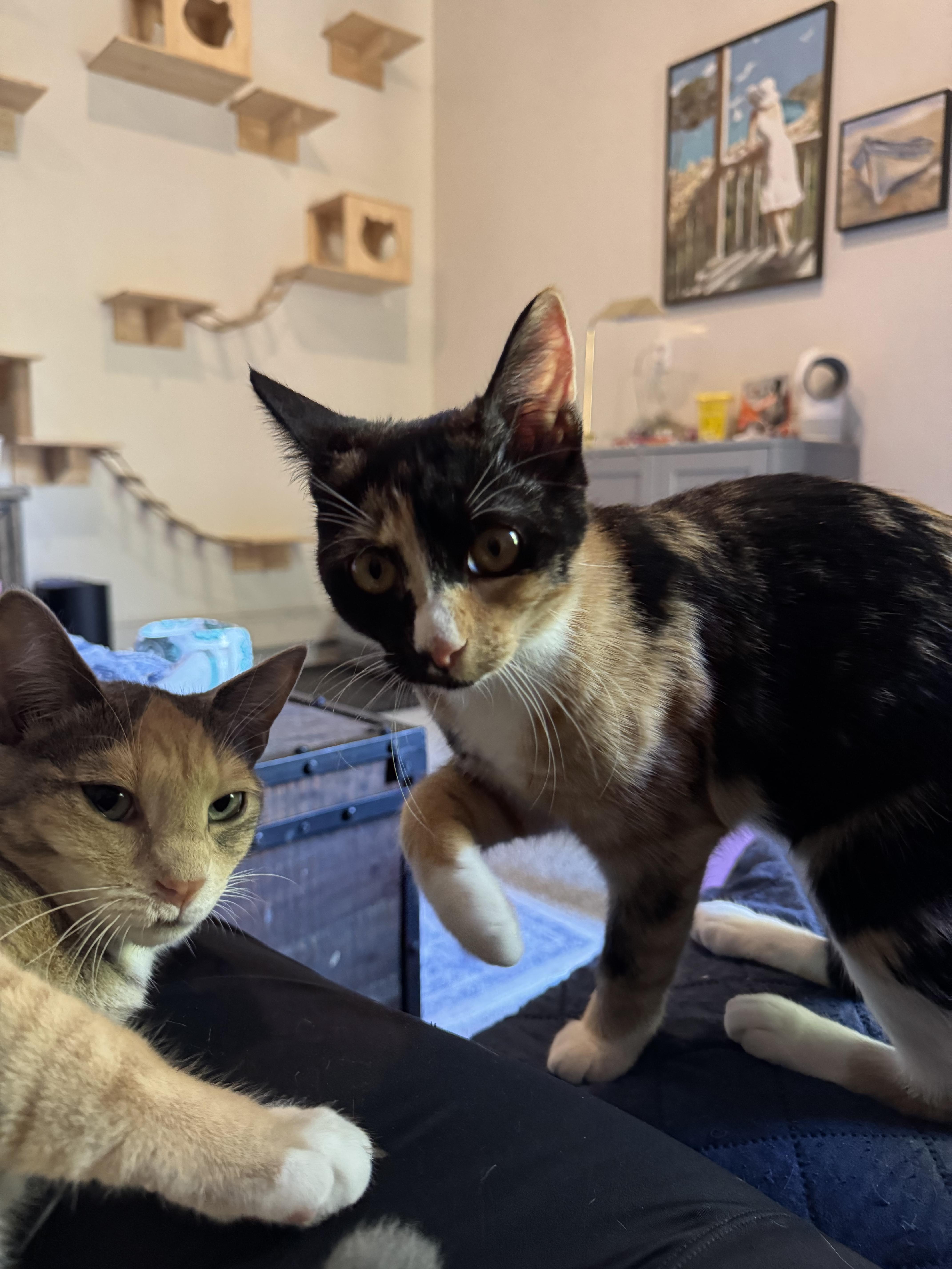 Hope - BFF's with Hannah