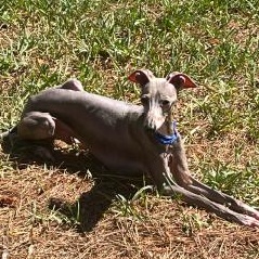Enlarge Matteo (Mister Monte) - Katy TX -I am available for adoption, a Adoptable Italian Greyhound in Bellaire, TX image 4/5