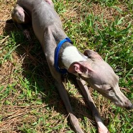 Enlarge Matteo (Mister Monte) - Katy TX -I am available for adoption, a Adoptable Italian Greyhound in Bellaire, TX image 5/5