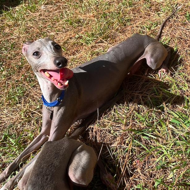 Enlarge Matteo (Mister Monte) - Katy TX -I am available for adoption, a Adoptable Italian Greyhound in Bellaire, TX image 2/5