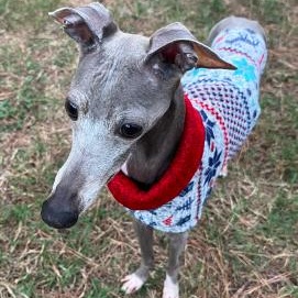 Enlarge Matteo (Mister Monte) - Katy TX -I am available for adoption, a Adoptable Italian Greyhound in Bellaire, TX image 3/5