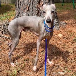 Matteo (Mister Monte) - Katy TX -I am available for adoption, Adoptable, Adult Male Italian Greyhound.