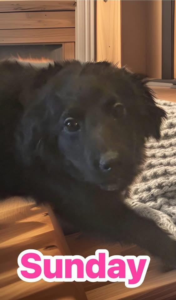 Enlarge Sunday, an adopted mixed breed in Woodbury, NJ image 3/3