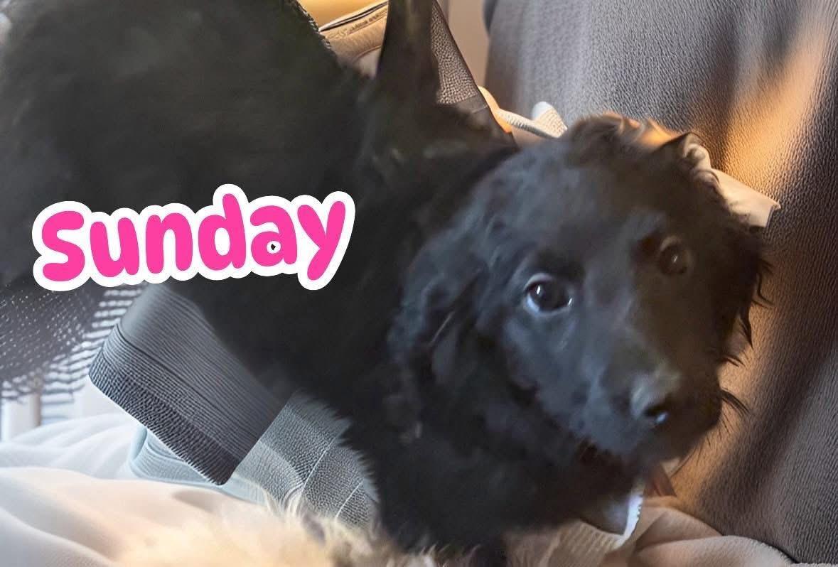 Enlarge Sunday, an adopted mixed breed in Woodbury, NJ image 1/3