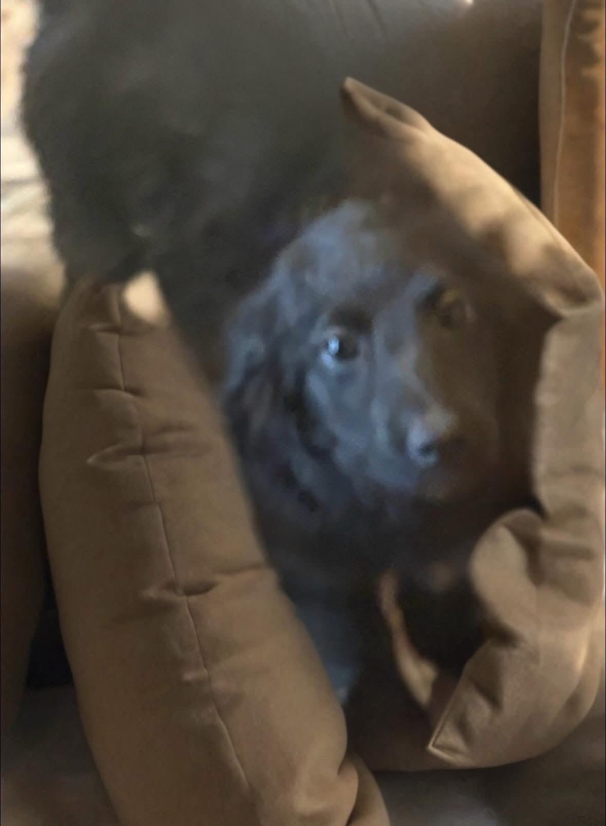 Enlarge Sunday, an adopted mixed breed in Woodbury, NJ image 2/3