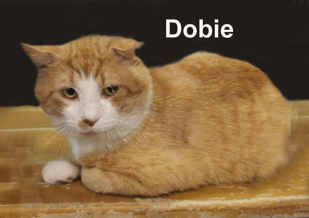 Dobie Ricc. (the sweetest boy ever), an adopted mixed breed in Stowe, PA image 2/2