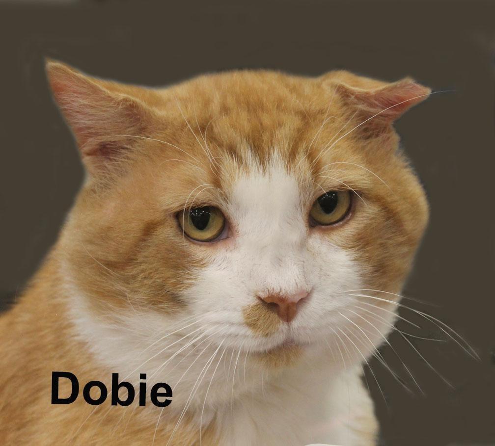 Dobie Ricc. (the sweetest boy ever), adopted, Senior Male Domestic Short Hair.