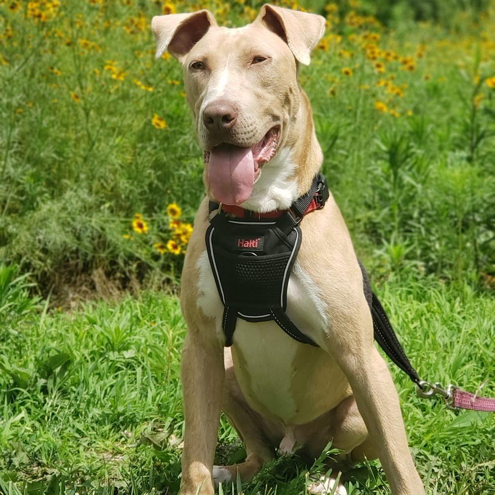 Nibs, Adoptable, Adult Male Weimaraner.