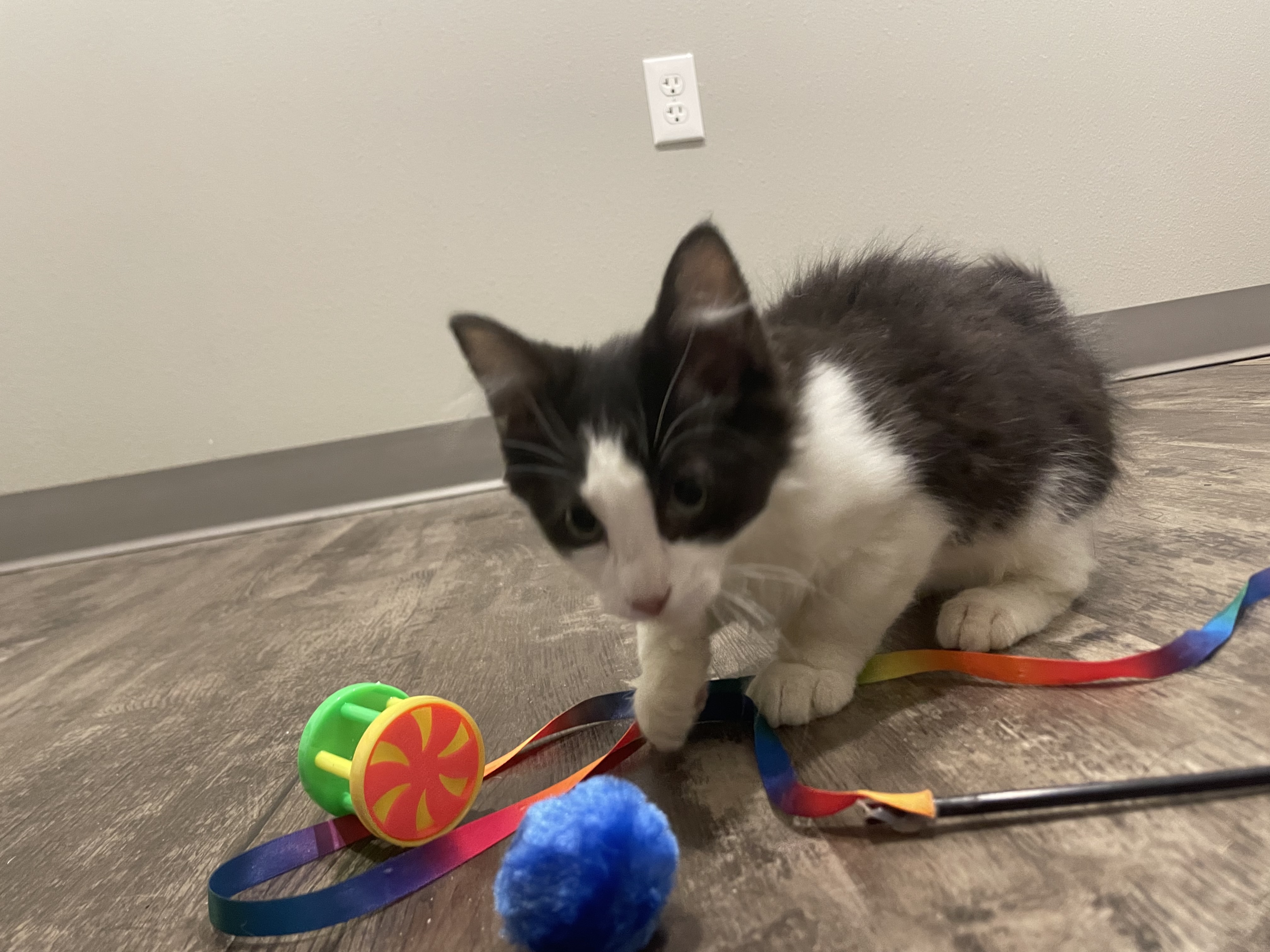Cat for adoption Hayes, a Domestic Long Hair in Bloomsdale, MO