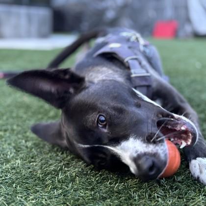 Enlarge Bunny, a Adoptable mixed breed in San Francisco, CA image 1/3
