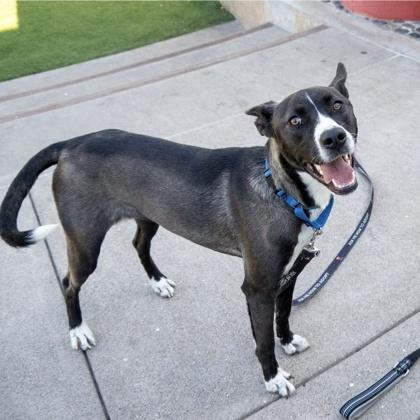 Enlarge Bunny, a Adoptable mixed breed in San Francisco, CA image 2/3