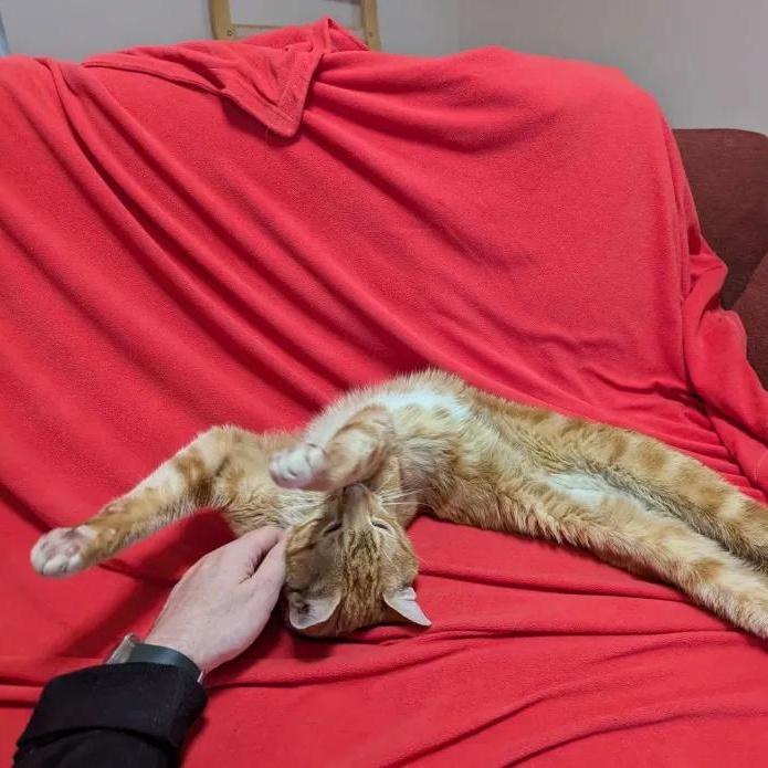 Bob, a Adoptable Domestic Short Hair in Florham Park, NJ image 6/6