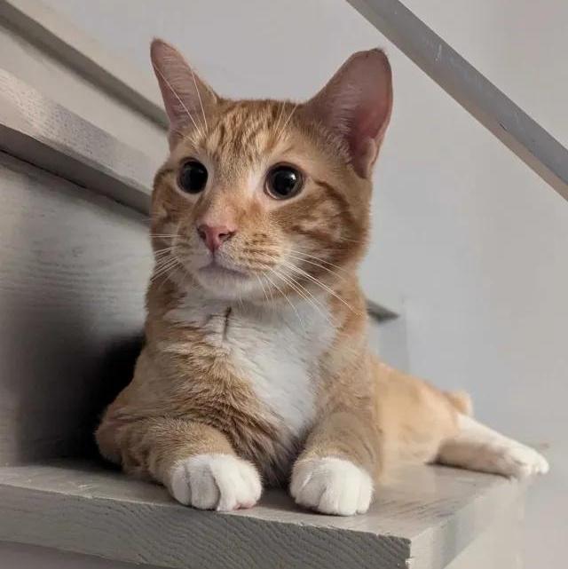 Bob, a Adoptable Domestic Short Hair in Florham Park, NJ image 4/6