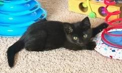 Turnip, an adoptable Domestic Short Hair in Pasco, WA, 99301 | Photo Image 4