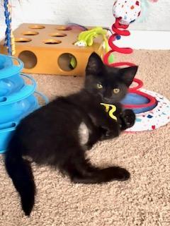 Turnip, an adoptable Domestic Short Hair in Pasco, WA, 99301 | Photo Image 1