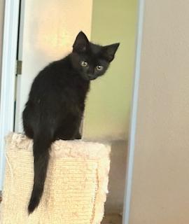 Turnip, an adoptable Domestic Short Hair in Pasco, WA, 99301 | Photo Image 2