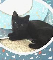 Turnip, an adoptable Domestic Short Hair in Pasco, WA, 99301 | Photo Image 3