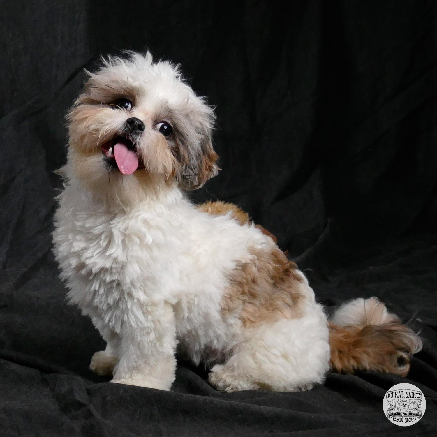 Enlarge Frannie, a ADOPTABLE mixed breed in Fort Montgomery, NY image 2/6