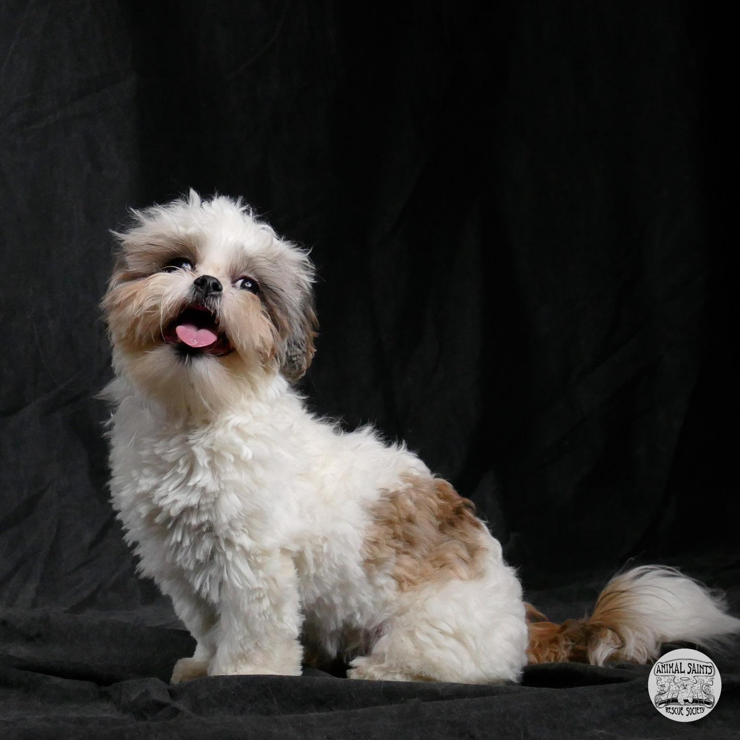 Enlarge Frannie, a ADOPTABLE mixed breed in Fort Montgomery, NY image 3/6