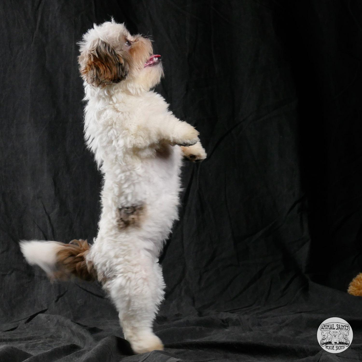 Enlarge Frannie, a ADOPTABLE mixed breed in Fort Montgomery, NY image 4/6