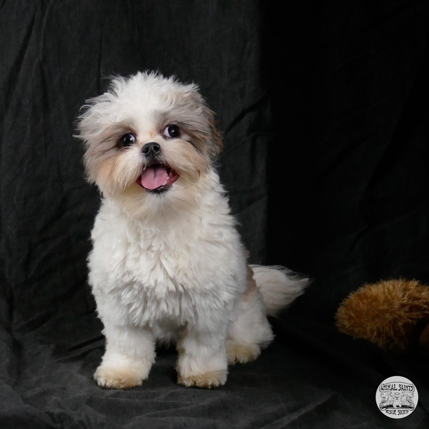 Enlarge Frannie, a ADOPTABLE mixed breed in Fort Montgomery, NY image 5/6