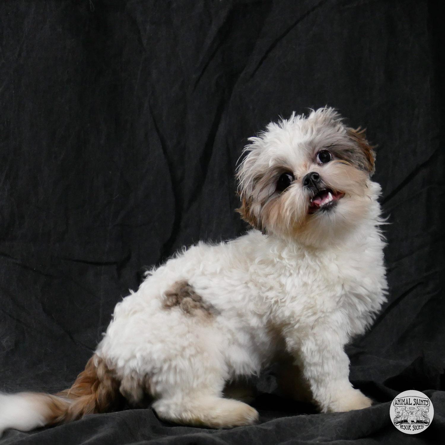 Enlarge Frannie, a ADOPTABLE mixed breed in Fort Montgomery, NY image 1/6