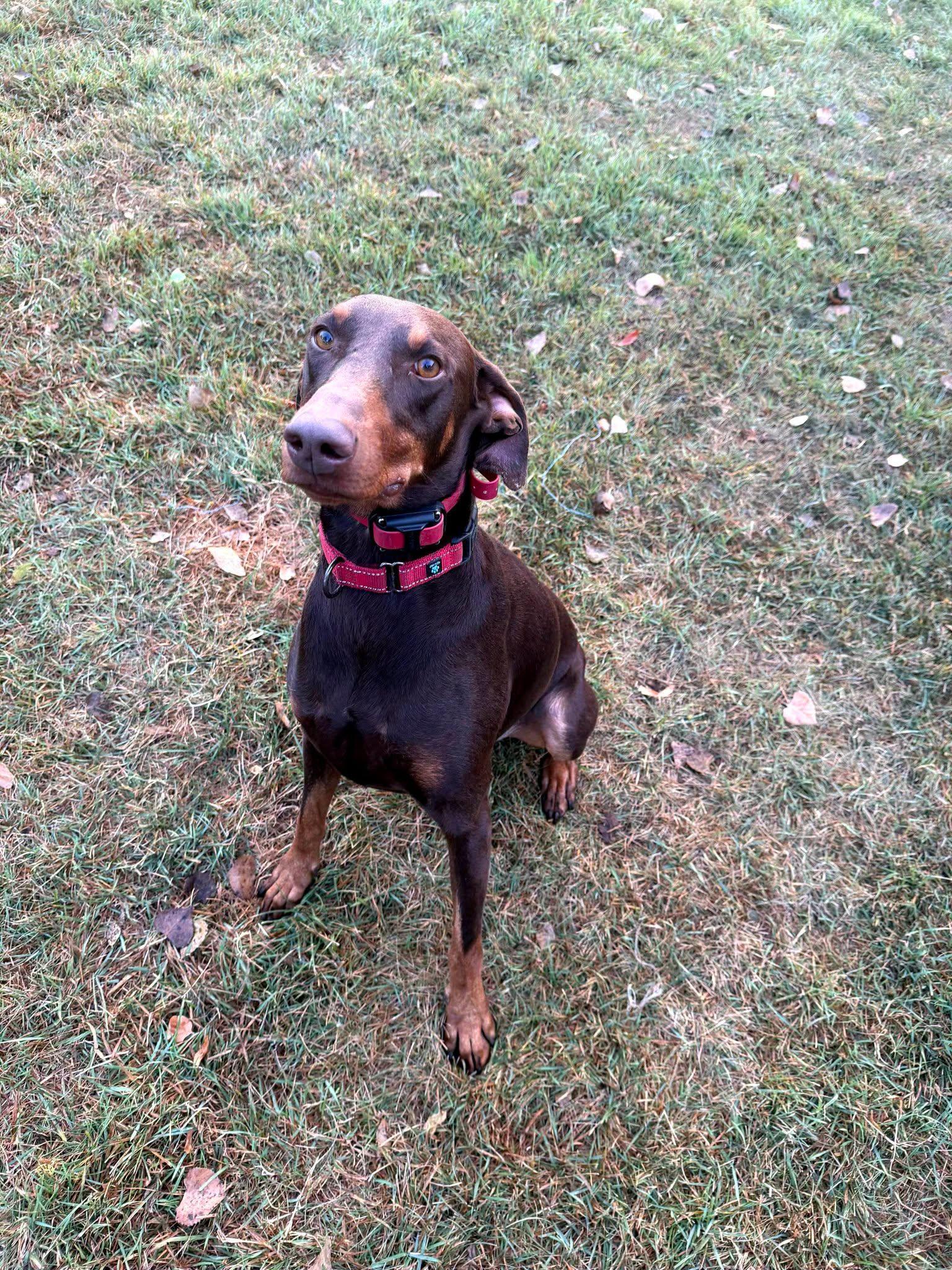 Atlas aka Doby Foster Needed!!, Adoptable, Adult Male Doberman Pinscher.
