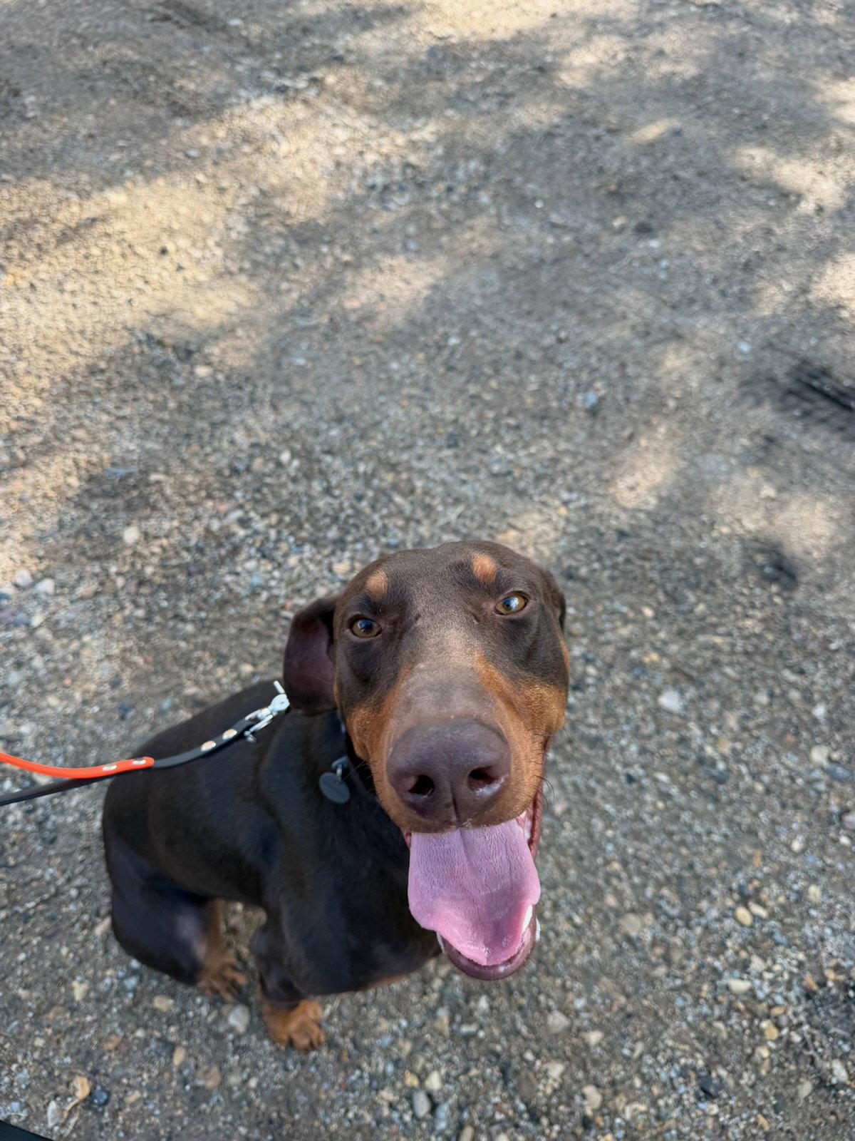 Atlas aka Doby, Adoptable, Adult Male Doberman Pinscher.