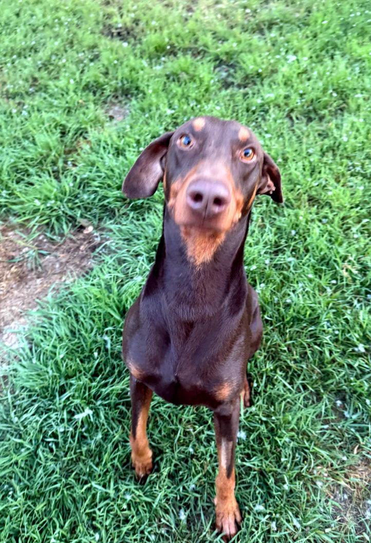 Atlas aka Doby, Adoptable, Adult Male Doberman Pinscher.
