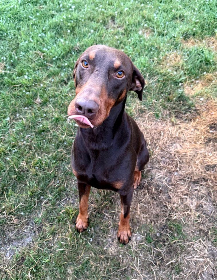 Enlarge Atlas aka Doby, a Adoptable Doberman Pinscher in Buffalo, MN image 2/3