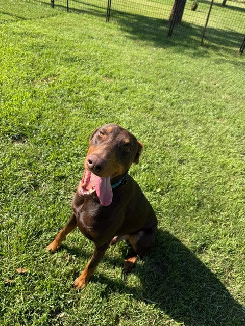 Enlarge Atlas aka Doby, a Adoptable Doberman Pinscher in Buffalo, MN image 3/3