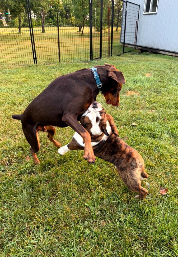 Enlarge Atlas aka Doby Foster Needed!!, a Adoptable Doberman Pinscher in Buffalo, MN image 3/3