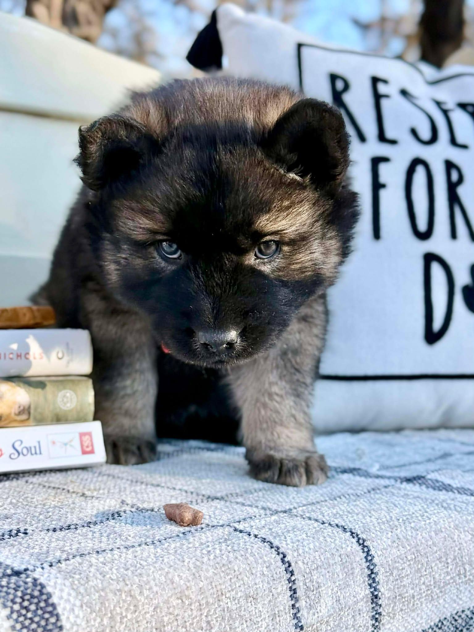 Enlarge Blues , a ADOPTABLE mixed breed in Kiowa, OK image 4/6