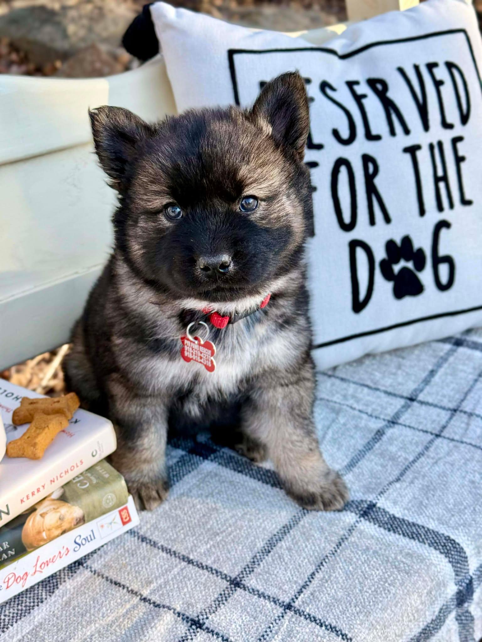 Enlarge Blues , a ADOPTABLE mixed breed in Kiowa, OK image 2/6