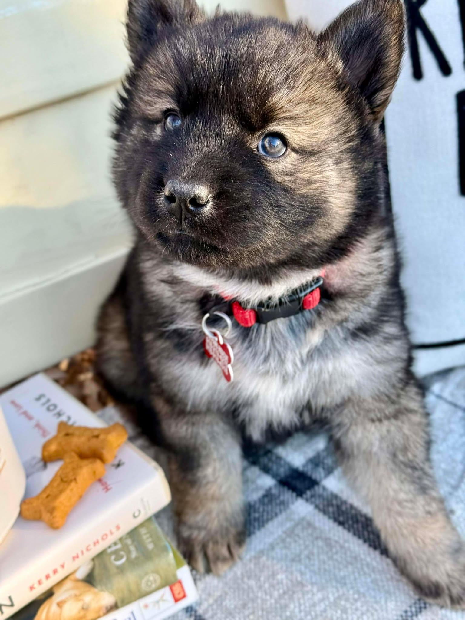 Enlarge Blues , a ADOPTABLE mixed breed in Kiowa, OK image 6/6
