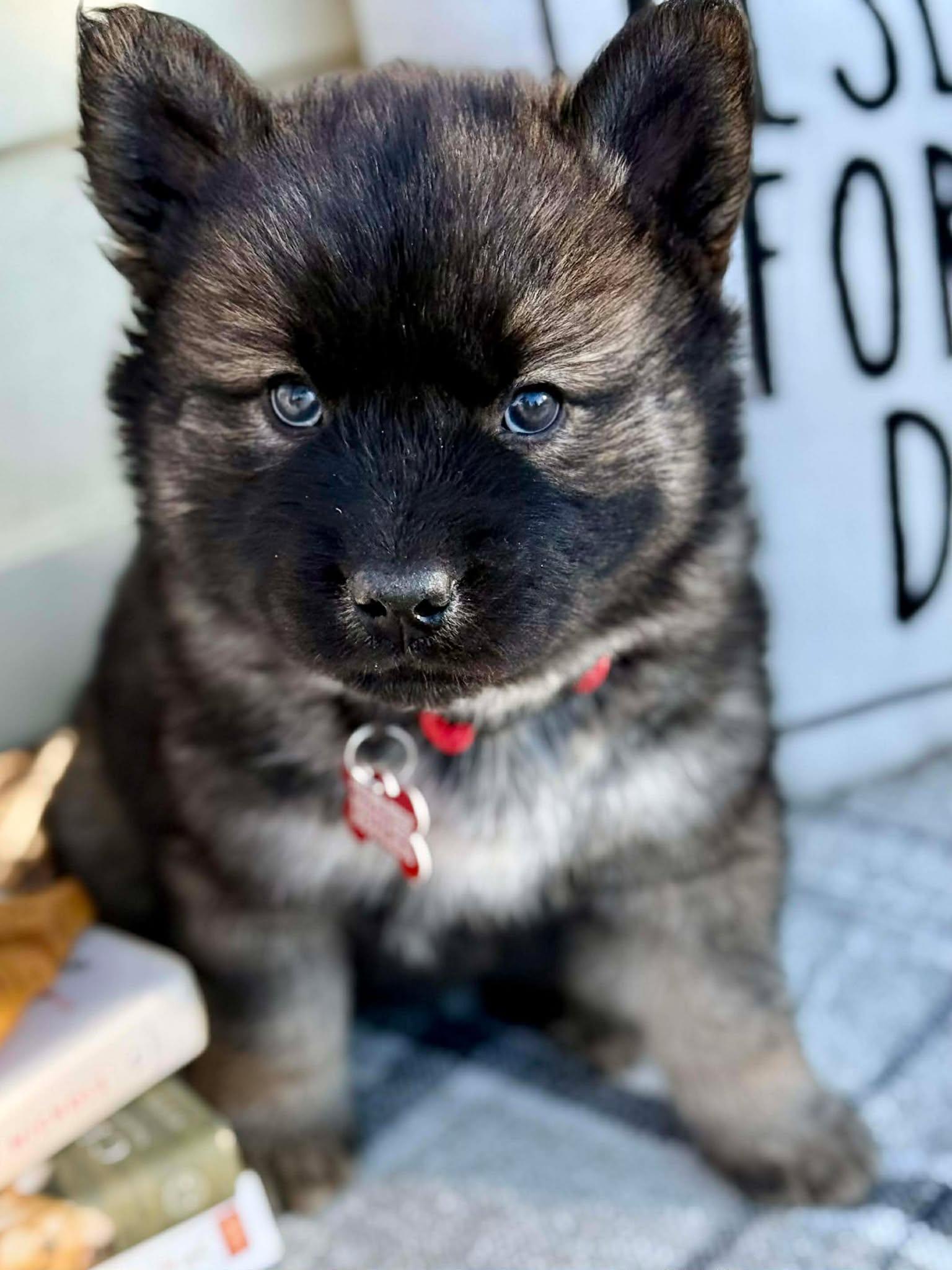 Enlarge Blues , a ADOPTABLE mixed breed in Kiowa, OK image 5/6