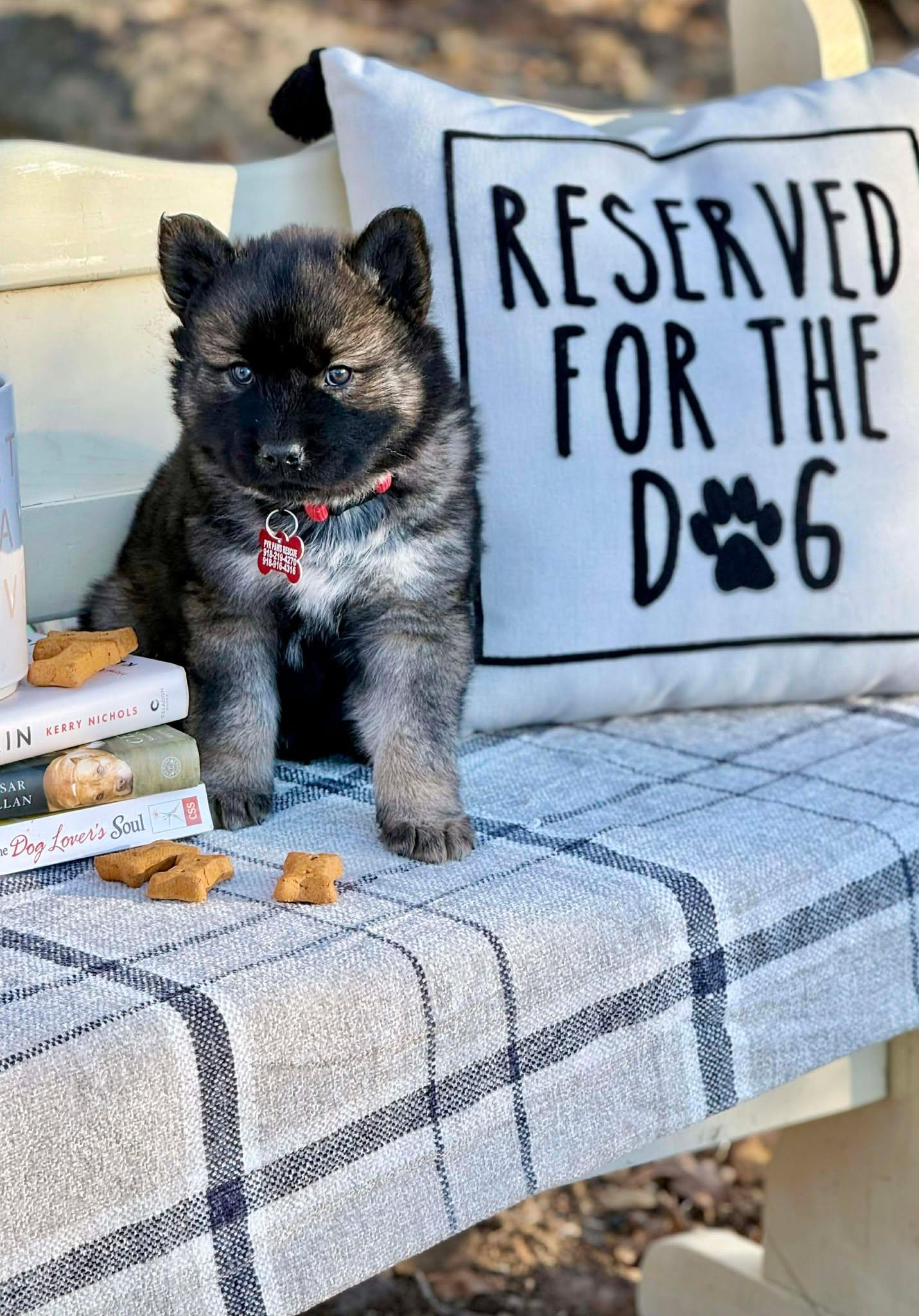 Enlarge Blues , a ADOPTABLE mixed breed in Kiowa, OK image 3/6