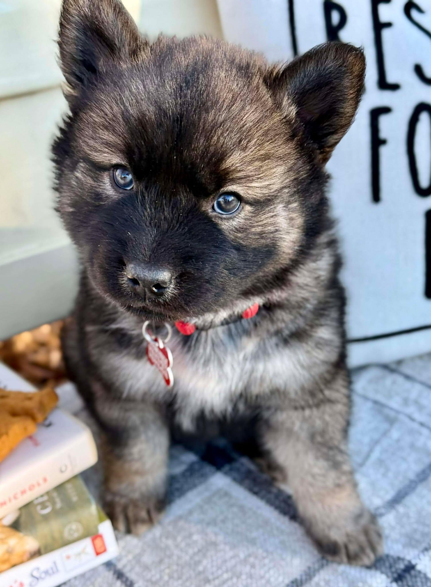 Enlarge Blues , a ADOPTABLE mixed breed in Kiowa, OK image 1/6