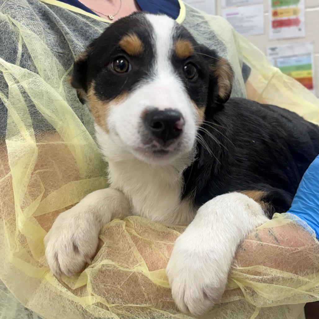 Damiane, Adoptable, Puppy Female Border Collie & Mixed Breed.