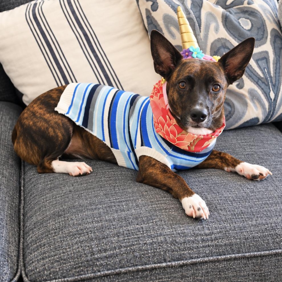 Enlarge Petunia, a Adoptable mixed breed in Toms River, NJ image 4/6