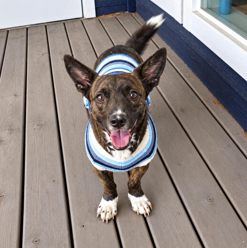 Enlarge Petunia, a Adoptable mixed breed in Toms River, NJ image 5/6