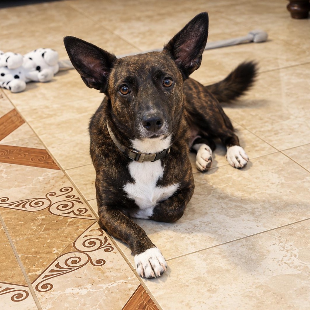 Enlarge Petunia, a Adoptable mixed breed in Toms River, NJ image 3/6