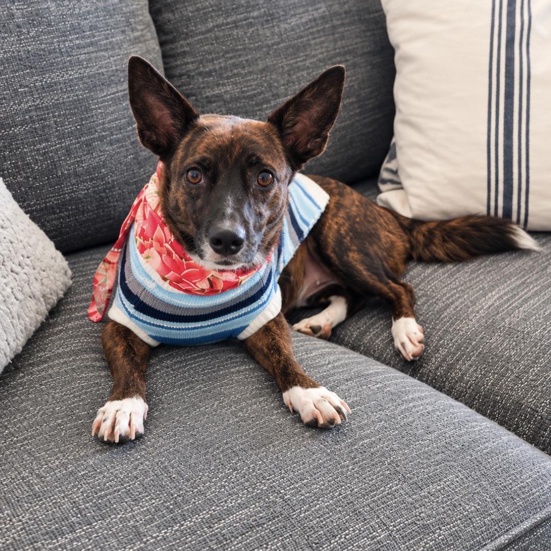 Enlarge Petunia, a Adoptable mixed breed in Toms River, NJ image 2/6