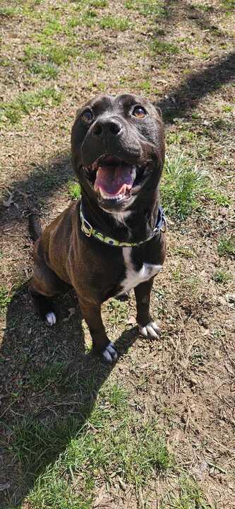 Enlarge Gates, a ADOPTABLE mixed breed in Richmond, VA image 3/4